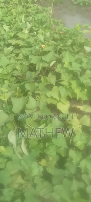 Sweet Potato Vines, All Type Available