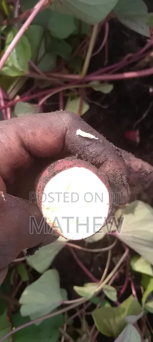 Sweet Potato Vines, All Type Available