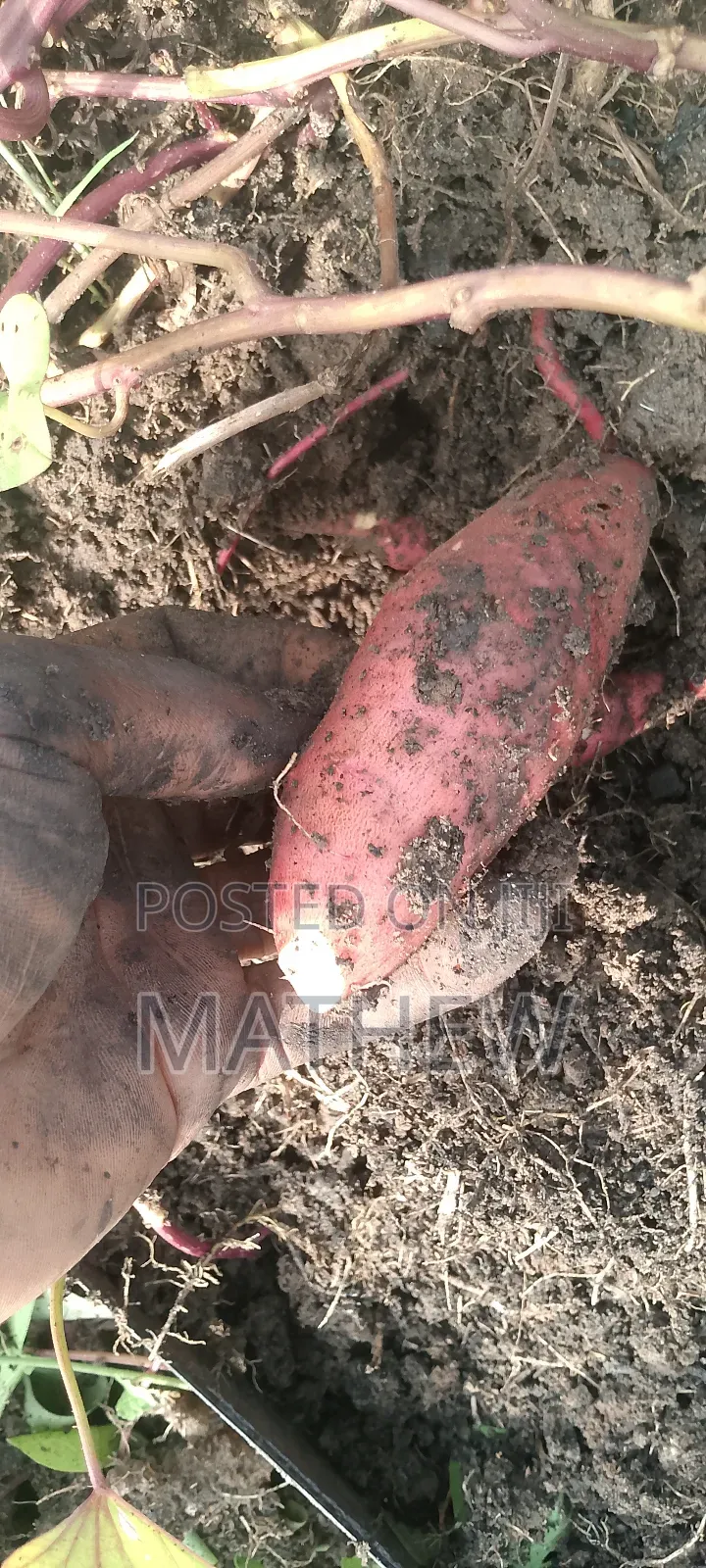 Sweet Potato Vines, All Type Available