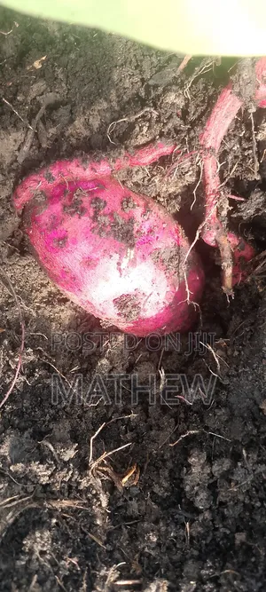 Sweet Potato Vines, All Type Available