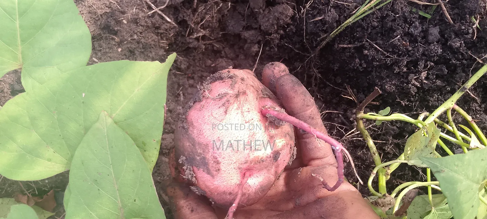 Sweet Potato Vines, All Type Available