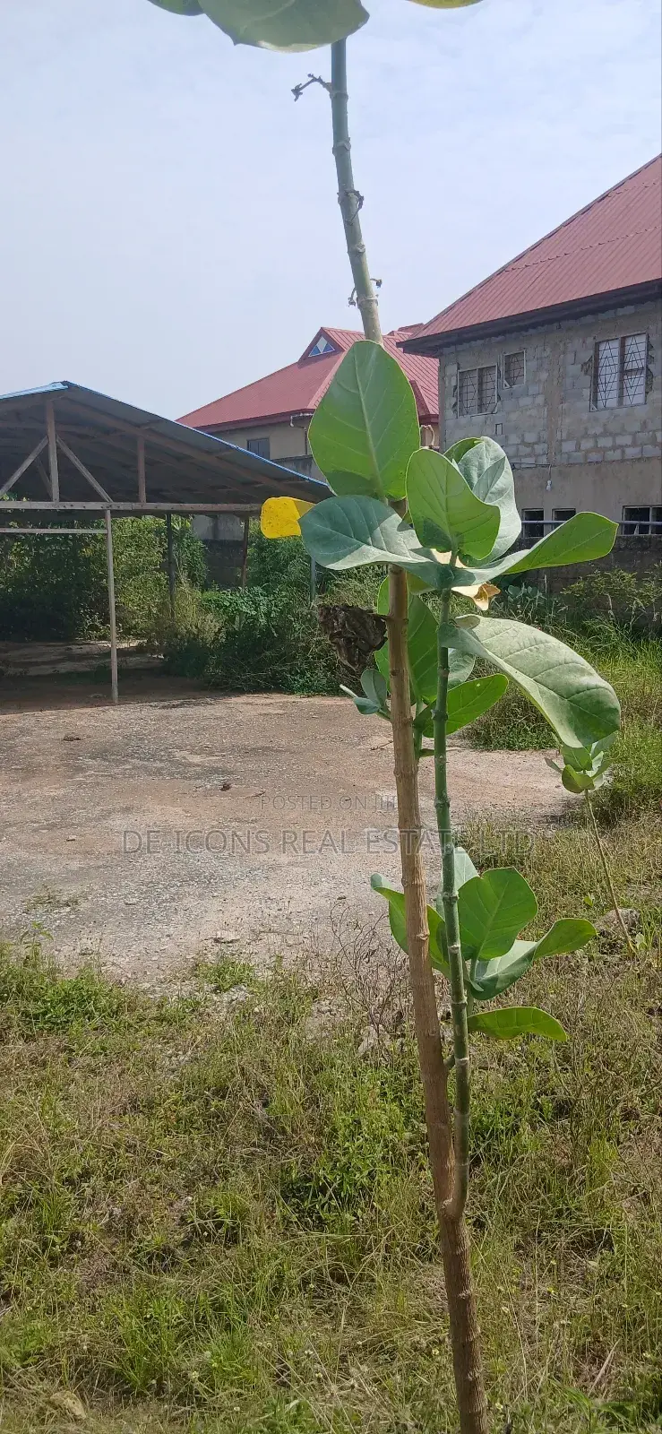 11⁄2 Plots of Land Fenced Together and Registered for Sale