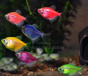 Tetra Fishes for Aquarium