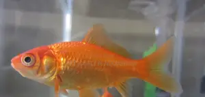 Gold Fish for Aquarium