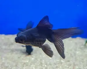 Black Moore for Aquarium