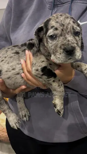 1-3 months Male Purebred Great Dane