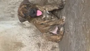 1-3 months Male Purebred Boerboel