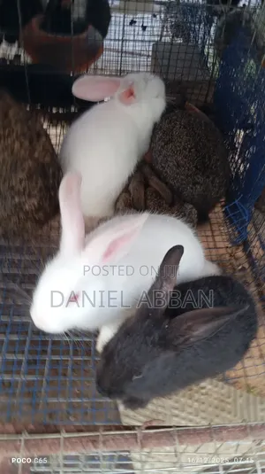 Rabbits for You