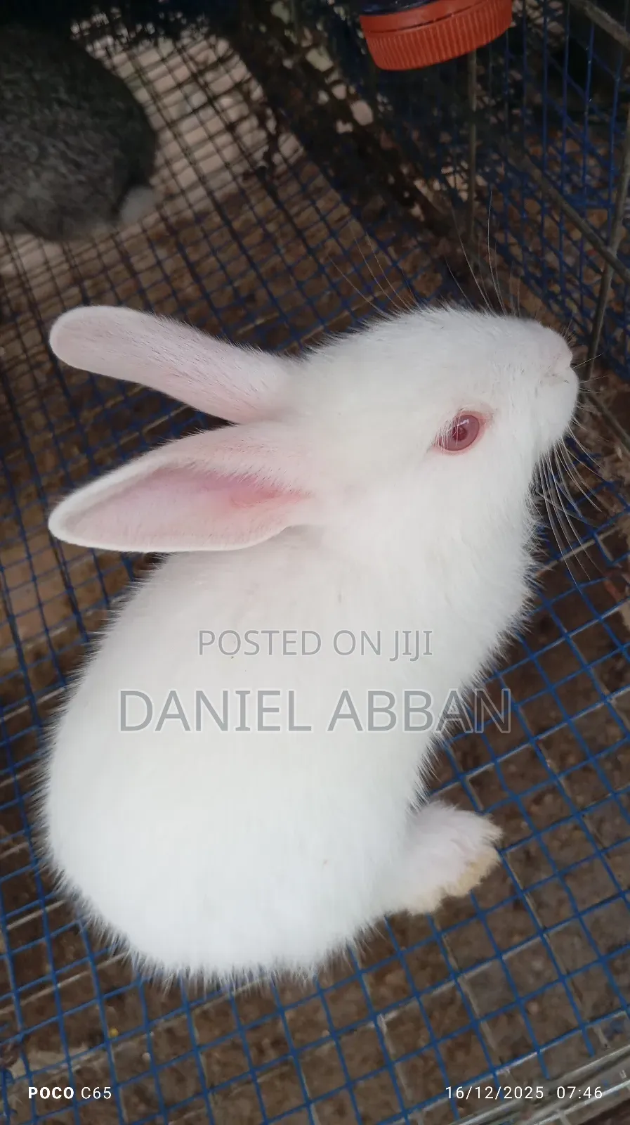 Rabbits for You