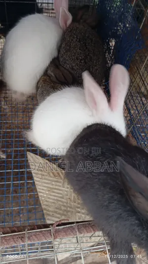 Rabbits for You