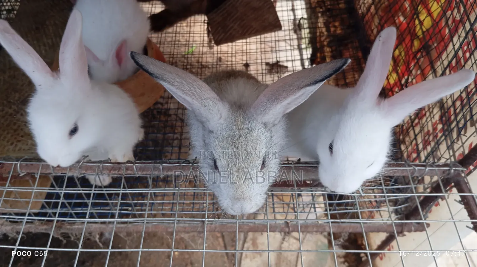 Rabbits for You