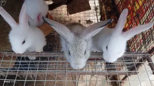 Rabbits for You