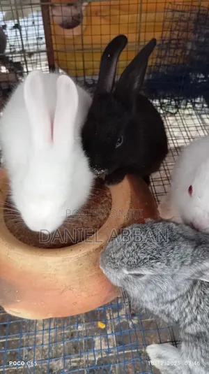 Rabbits for You