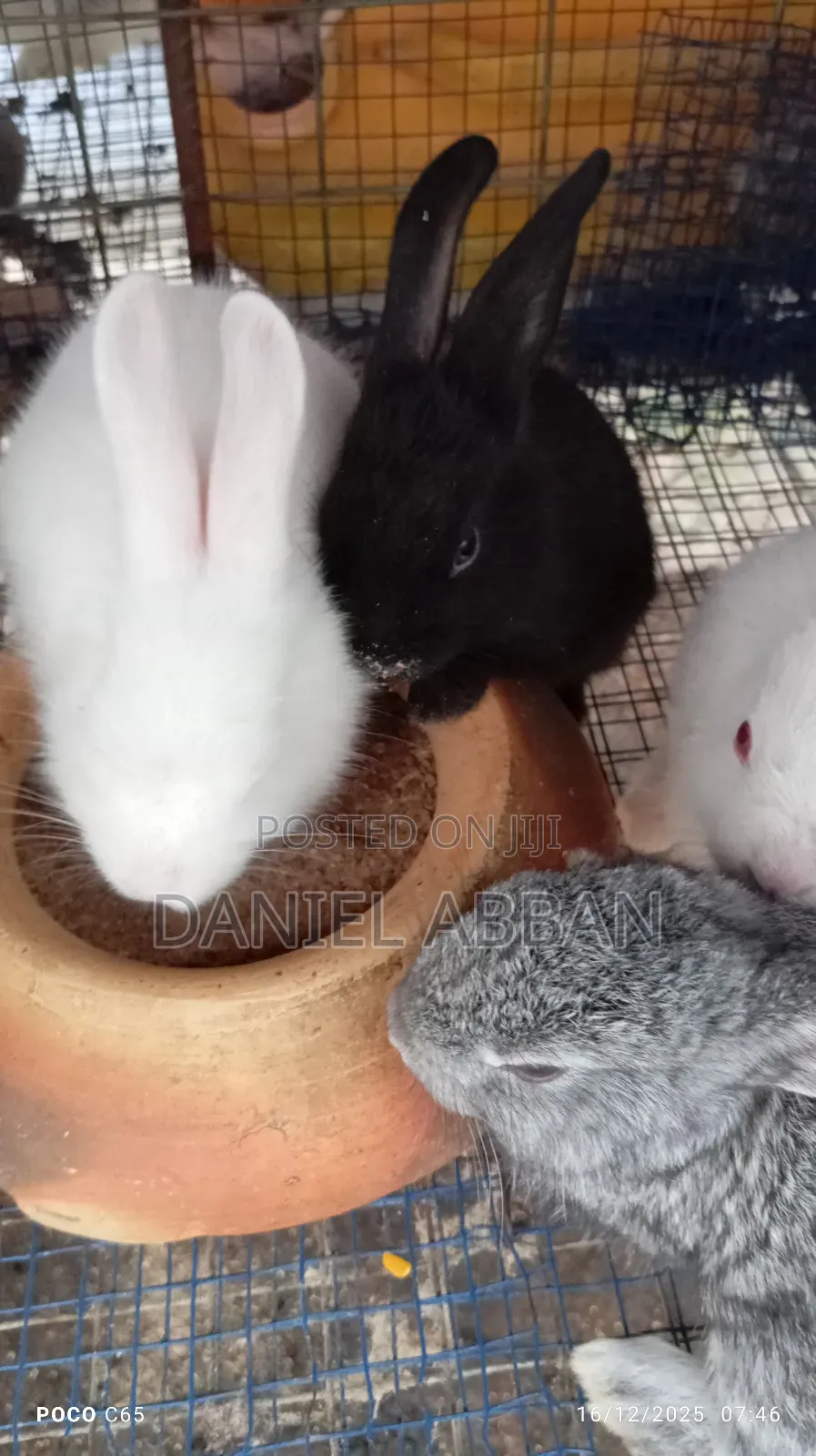 Rabbits for You