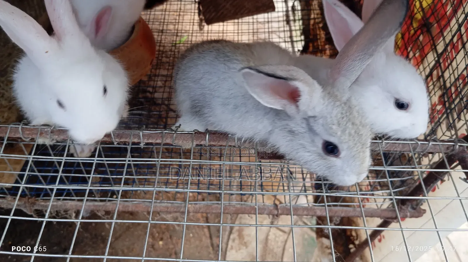 Rabbits for You