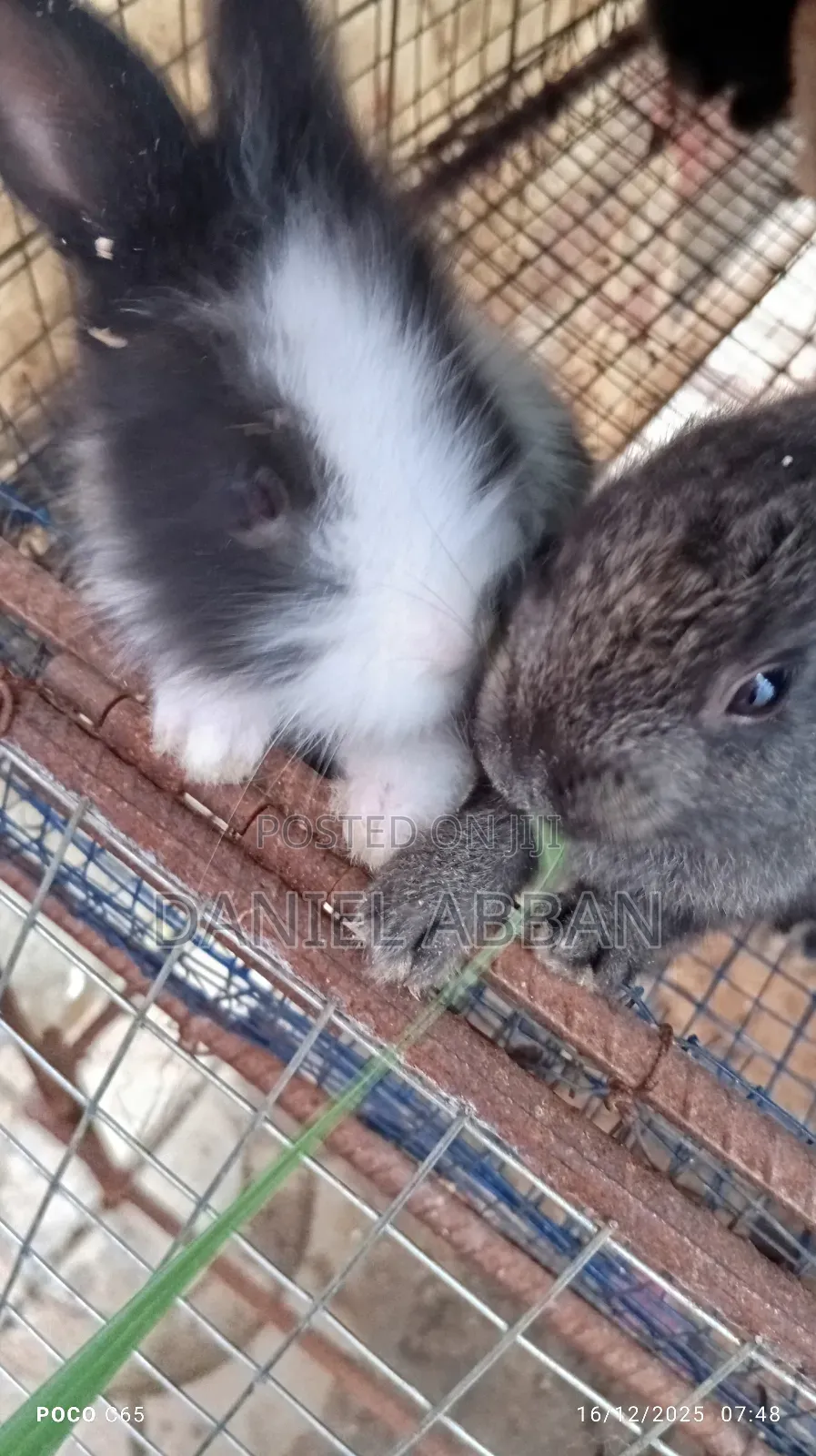 Rabbits for You