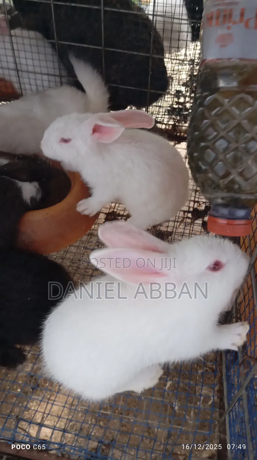 Rabbits for You