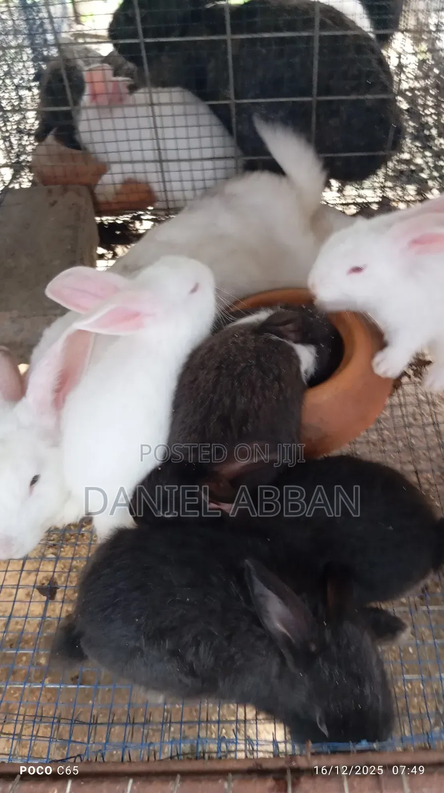Rabbits for You