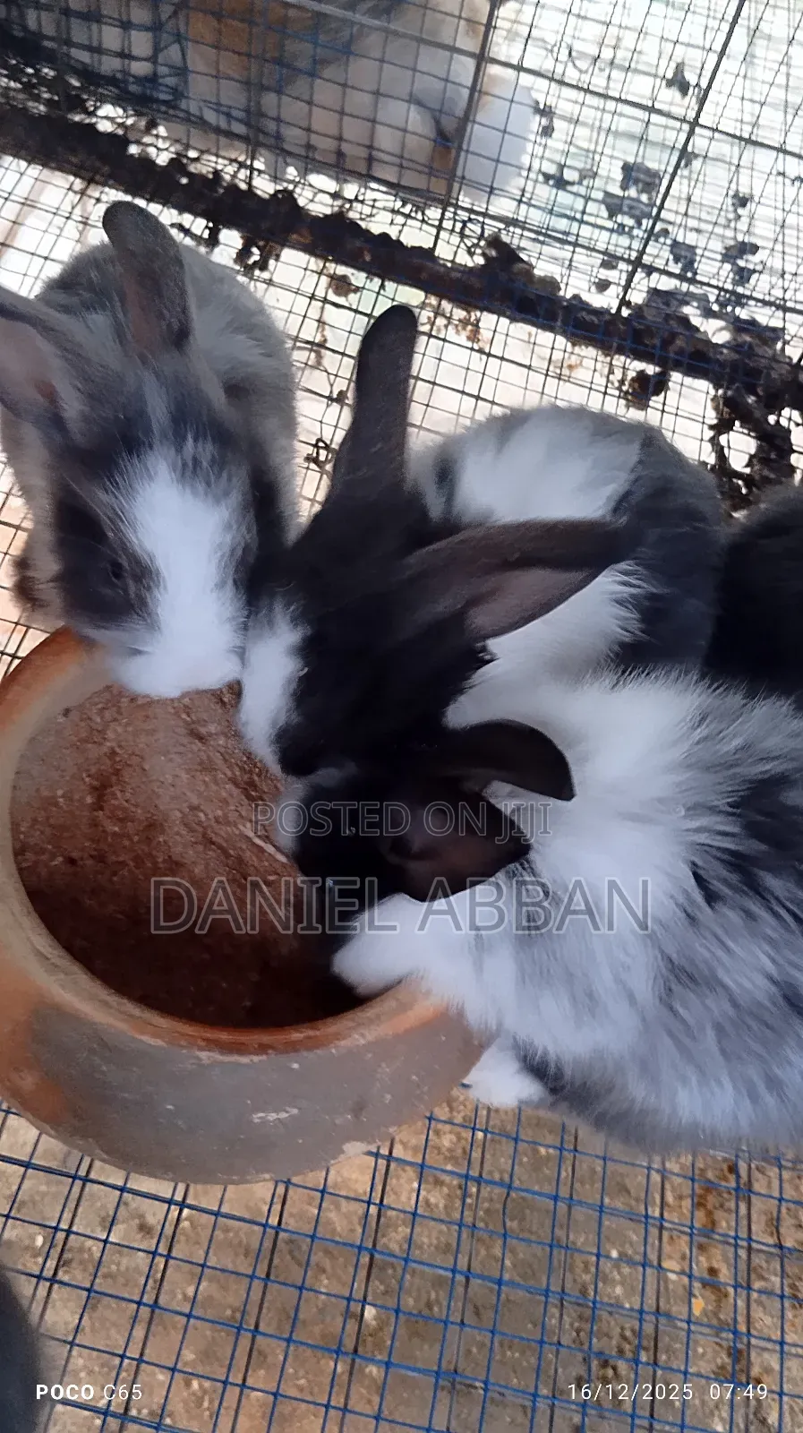 Rabbits for You