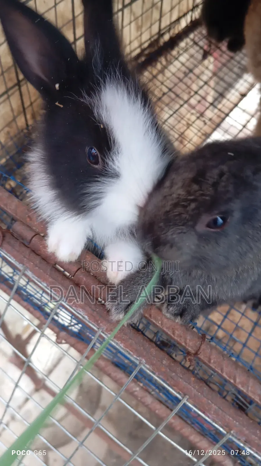 Rabbits for You