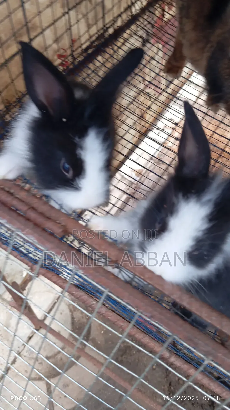 Rabbits for You