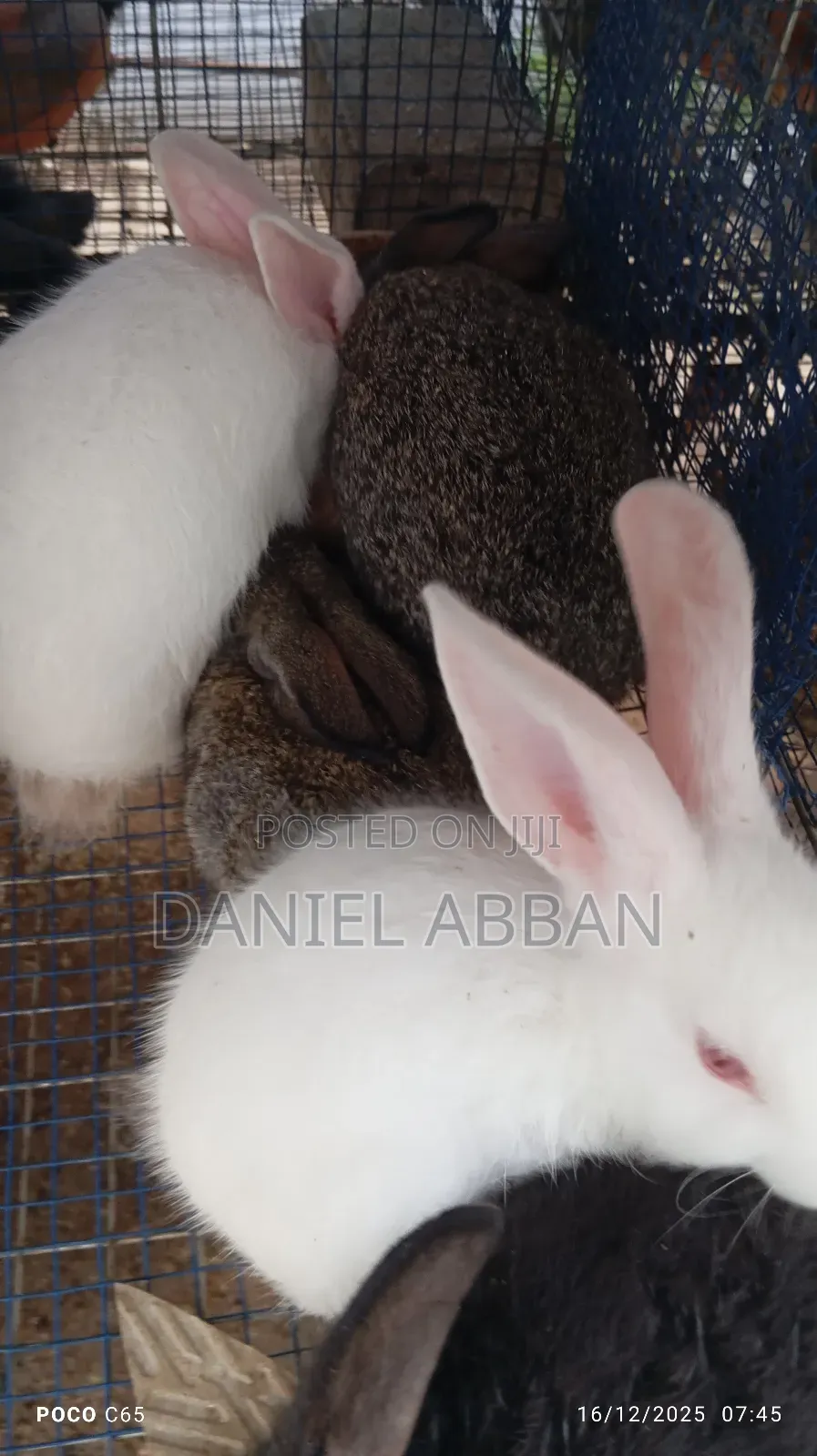 Rabbits for You