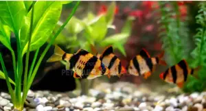Tiger Barbs for Aquarium