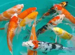 Colorful Koi Carps