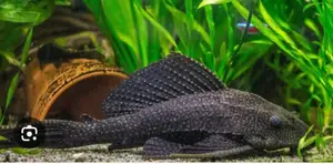 Algae Tank Cleaner
