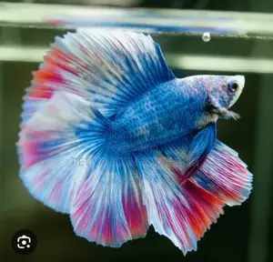 Betta Fish for Aquarium