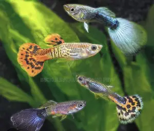 Galaxy Guppy Fish