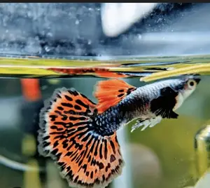 Galaxy Guppy Fish
