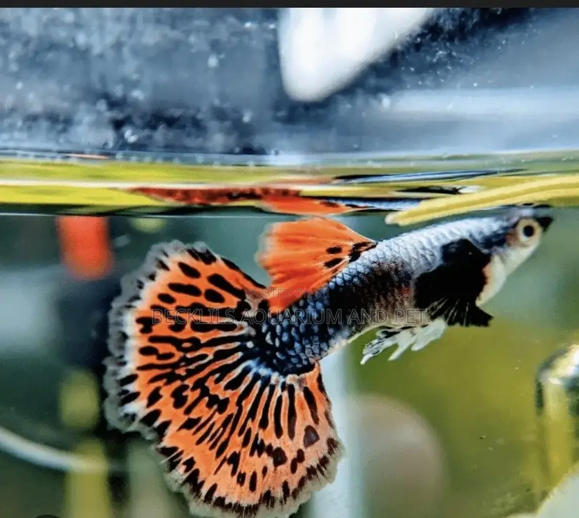 Galaxy Guppy Fish