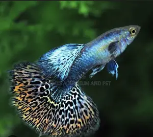 Galaxy Guppy Fish