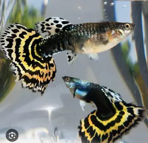 Galaxy Guppy Fish