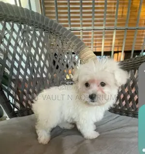 1-3 months Female Purebred Maltese