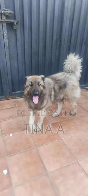1+ year Male Purebred Caucasian Shepherd