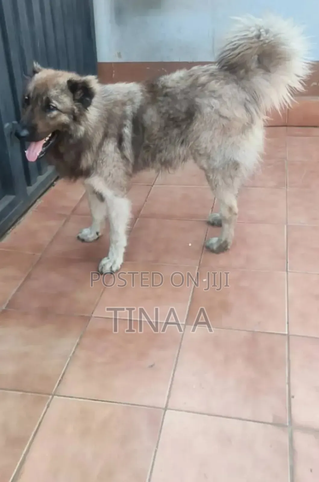 1+ year Male Purebred Caucasian Shepherd