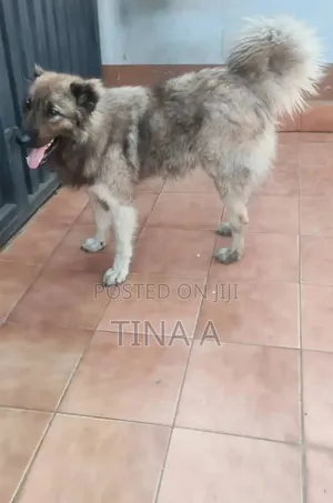 1+ year Male Purebred Caucasian Shepherd