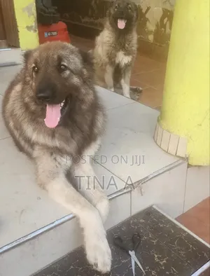 1+ year Male Purebred Caucasian Shepherd