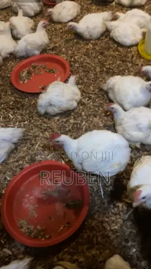 Broiler Chicken