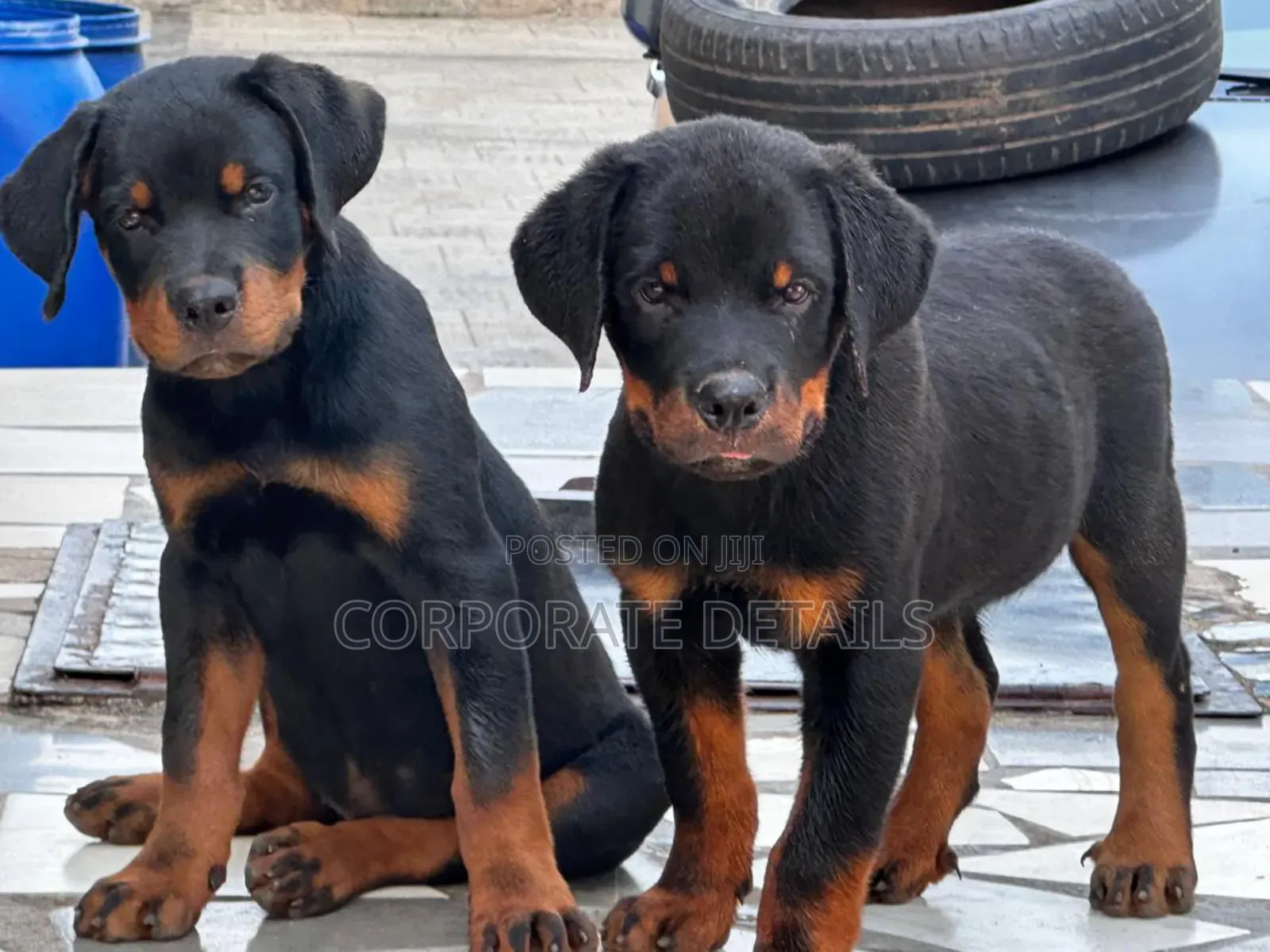 1-3 months Male Purebred Rottweiler