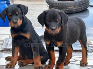 1-3 months Male Purebred Rottweiler