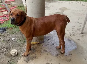 1+ year Female Purebred Boerboel