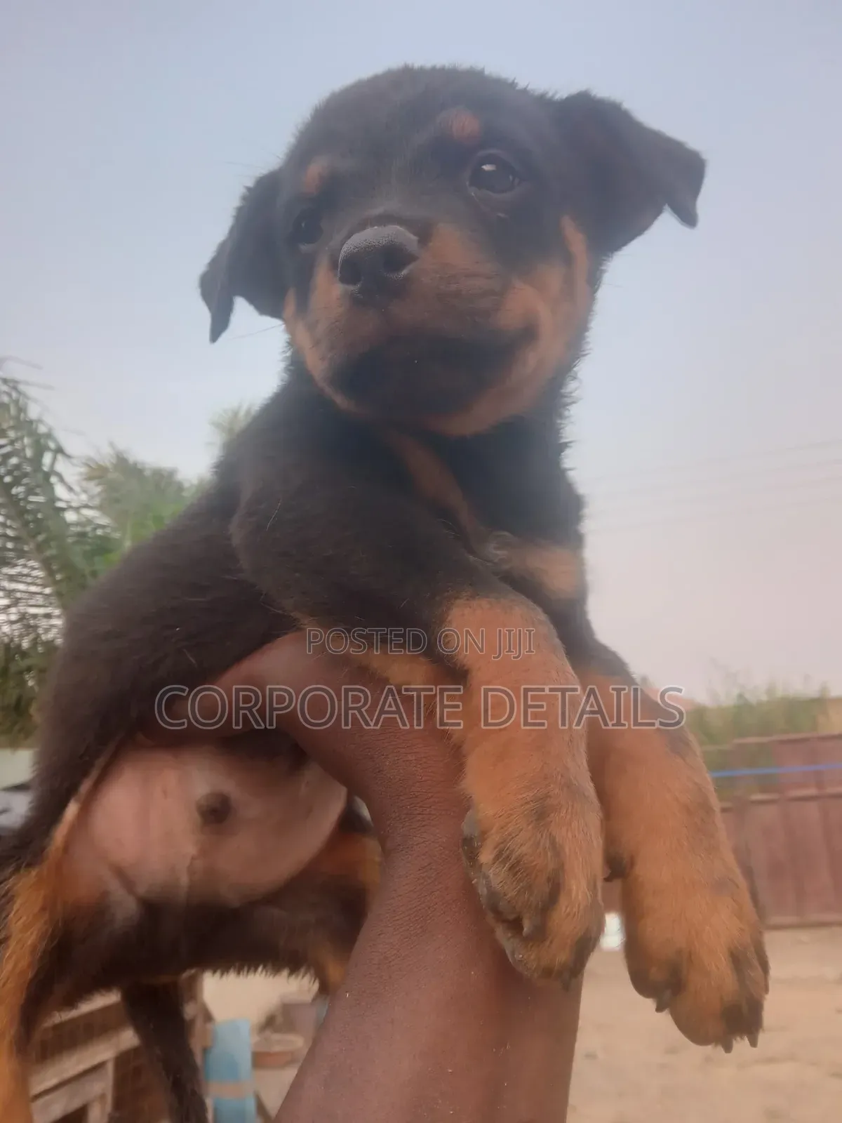 1-3 months Male Purebred Rottweiler