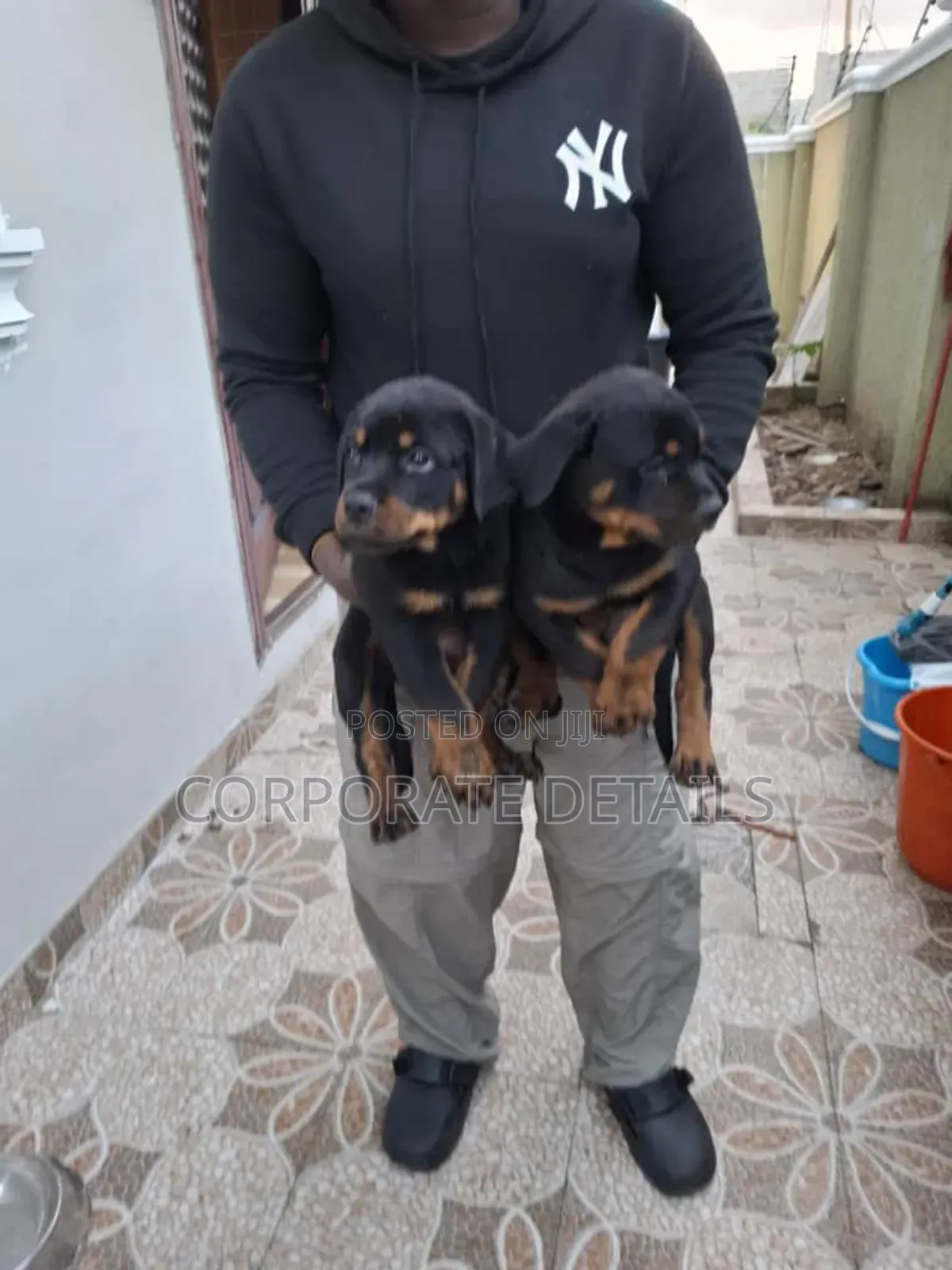 1-3 months Female Purebred Rottweiler