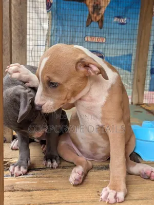 1-3 months Female Purebred American Pit Bull Terrier