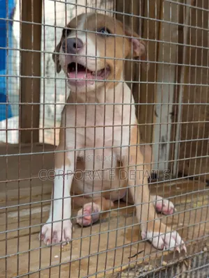 1-3 months Female Purebred American Pit Bull Terrier
