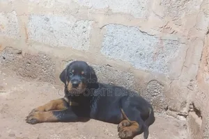 3-6 months Male Purebred Rottweiler