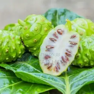 Noni or Moranda Centifolia Fruit